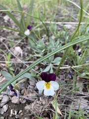 Viola hallii