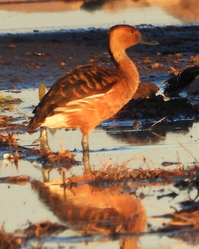 iNaturalist image