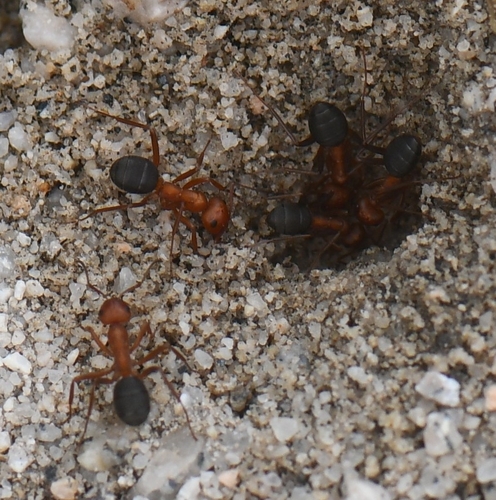iNaturalist observation photo of Slave-raider Field and Mound Ants