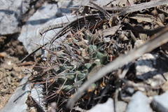 Mammillaria melanocentra melanocentra