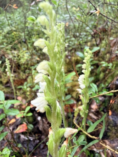 Goodyera repens observed 2026-07-25