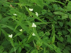 Tradescantia ozarkana