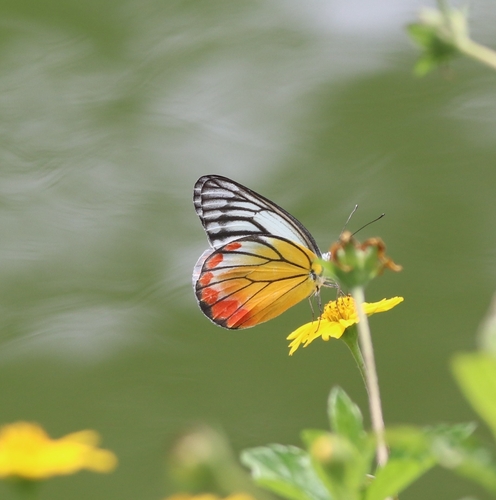 Painted Jezebel