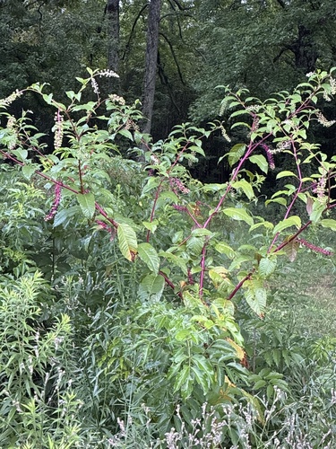 American pokeweed