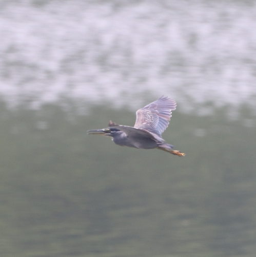 Little Heron
