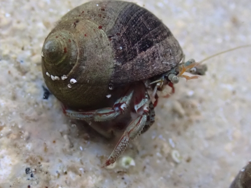 Common Hermit Crab
