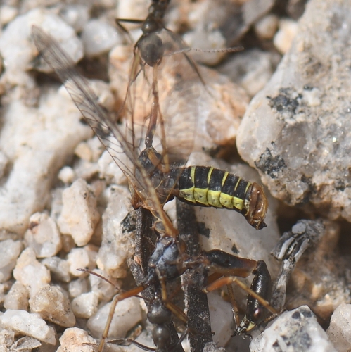 iNaturalist observation photo of Snakeflies