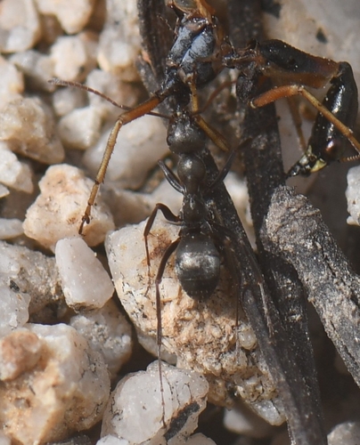 iNaturalist observation photo of fusca-group Field Ants and Allies
