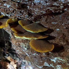 Gymnopilus ferruginosus