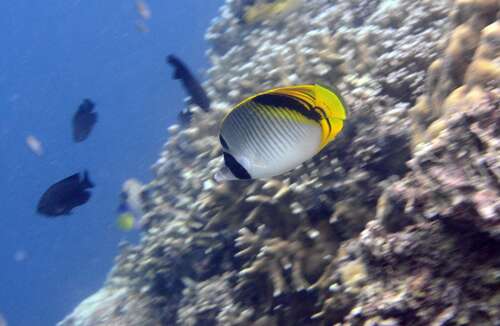 Spotnape butterflyfish (Chaetodon oxycephalus) — Chaetodontidae — 5