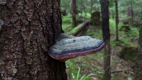 Red-banded Polypore