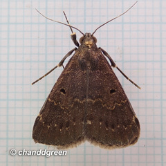 Hydrillodes nilgirialis