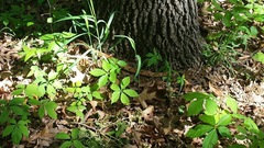 Parthenocissus quinquefolia