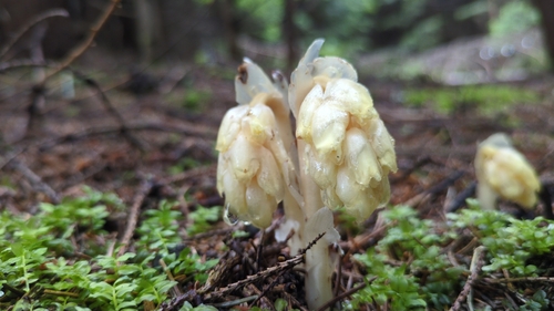 pinesap