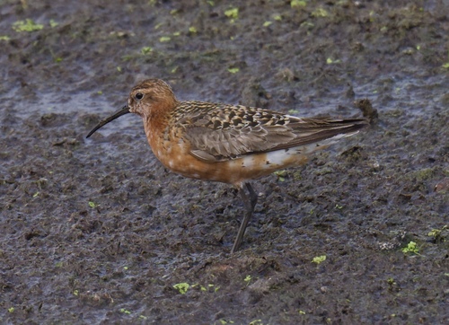 iNaturalist image