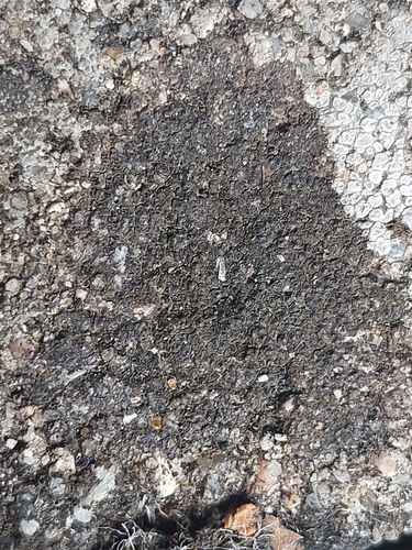 placyntium čierne