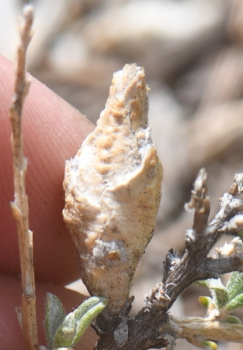 iNaturalist observation photo of Insects