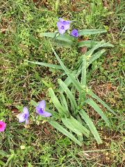 Tradescantia occidentalis