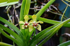 Vanda cristata