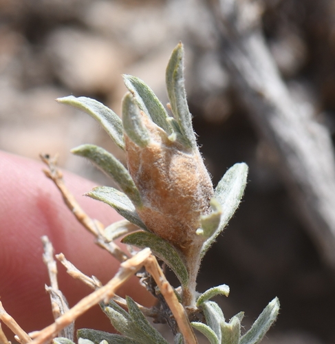 iNaturalist observation photo of Insects