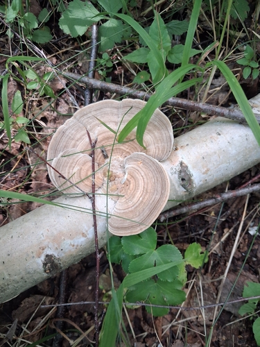 Gilled Polypore