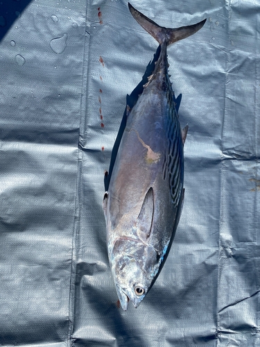 Euthynnus affinis observed 2026-07-25
