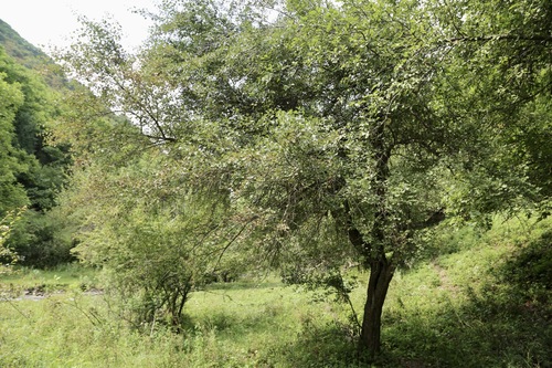 Crataegus songarica, photograph 5