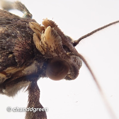 Hydrillodes nilgirialis