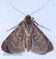 Hydrillodes nilgirialis