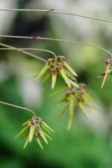 Bulbophyllum fimbriatum