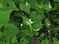 Viola canadensis canadensis