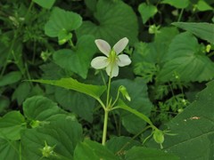 Viola canadensis canadensis