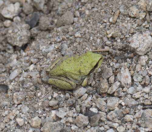 iNaturalist observation photo of Pacific chorus frog