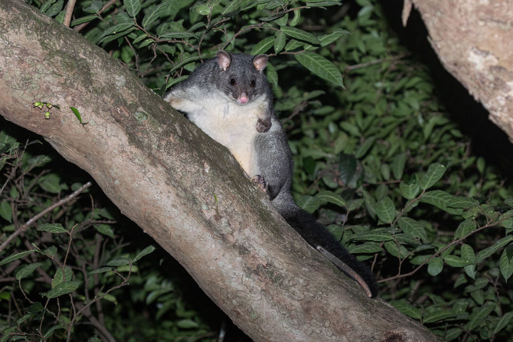 Mountain Brush-tailed Possum
