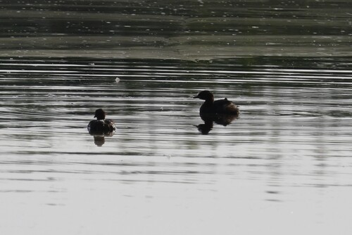 iNaturalist: (c) Léni BENNACEUR, some rights reserved (CC BY-NC), uploaded by Léni BENNACEUR iNaturalist image