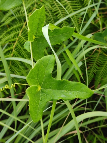Solena amplexicaulis, photograph 3