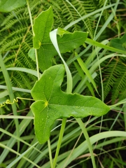 Solena amplexicaulis, photograph author not stated, no rights reserved