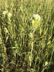 Castilleja lineariloba