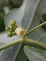 Solena amplexicaulis, photograph author not stated, no rights reserved