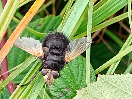 Yellow-faced Fly