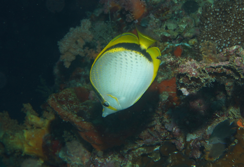 Chaetodon selene observed 2026-07-10