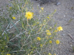 Mentzelia memorabalis