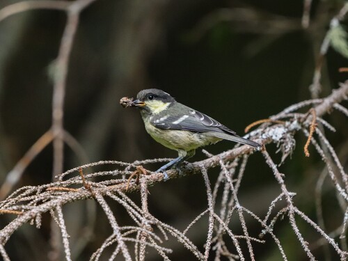 Mésange noire, jeune