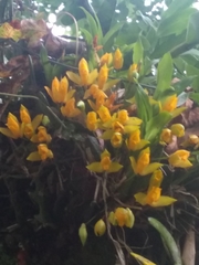 Lycaste aromatica