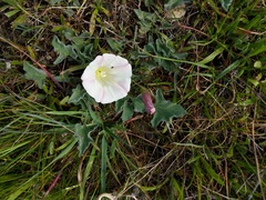 Calystegia collina