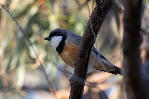 Rufous Whistler