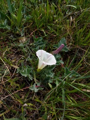 Calystegia collina