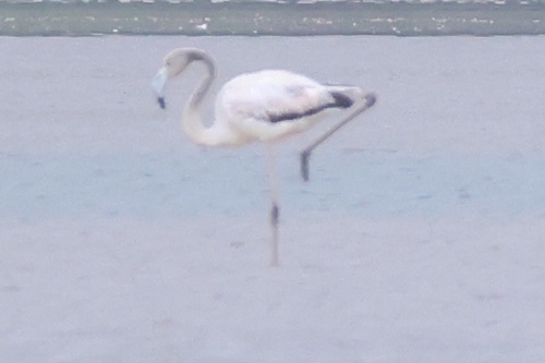 iNaturalist image