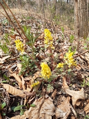 Corydalis speciosa