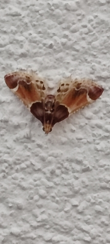 Meal moth